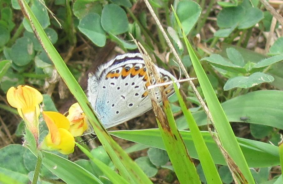 Plebejus argus?